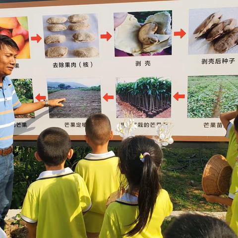 【社会实践】元江二幼开展“果然有趣，快乐采摘”本土特色芒果节系列活动