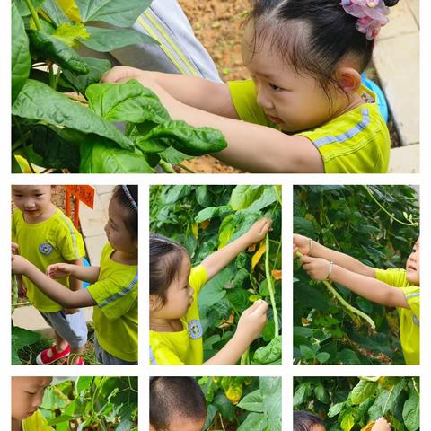 🌼时夏方长，盛暑将至🍉京华合木幼儿园牛津B班  七月精彩回顾