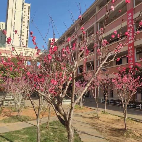 莫负春光好 青春正当时——子龙小学三月实习简报