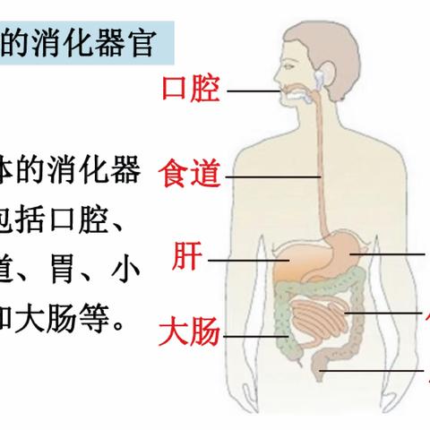 食物在身体里的旅行