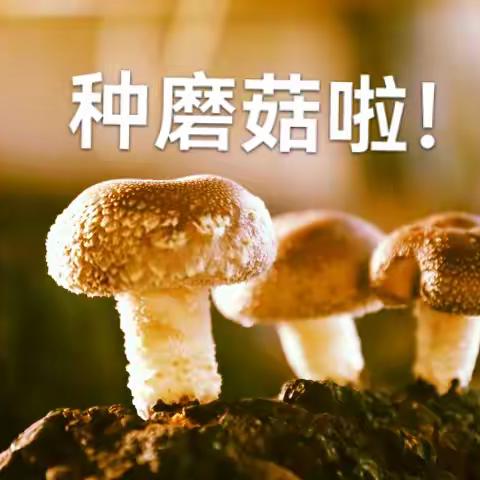 艾科思户外研学活动半天营第二期:种蘑菇啦！