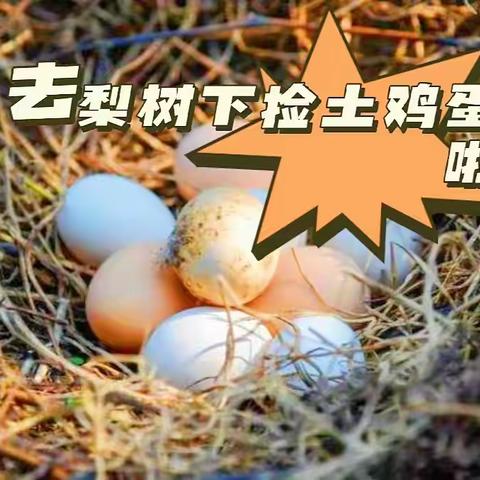 艾科思户外研学半天营第三期 | 去梨树下捡土鸡蛋啦