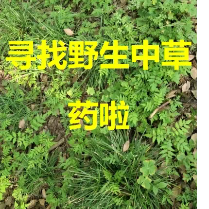 艾科思户外研学半天营第八期 | 寻找野生中草药啦