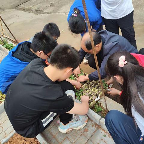 劳动实践结硕果——川山坪镇中心小学劳动基地掠影