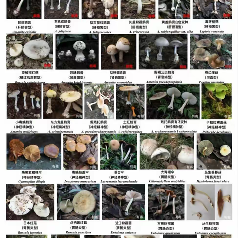 关于预防食用野生菌中毒的风险提示