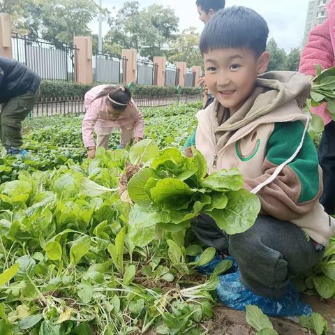 七彩德育|合肥 琥珀名城小学教育集团包公分校开展劳动教育系列实践活动(二)