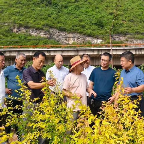 民建印台支部调研珍稀苗木产业链