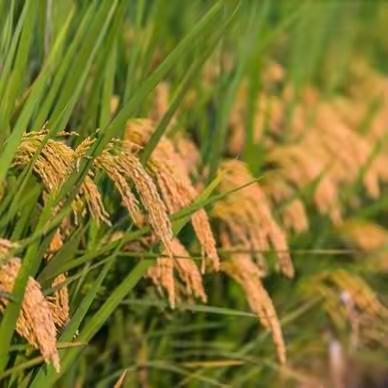 粮食安全宣传周活动总结