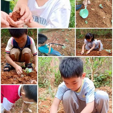 余江区青年农场幼儿园大二班 班本课程——《包菜成长记》