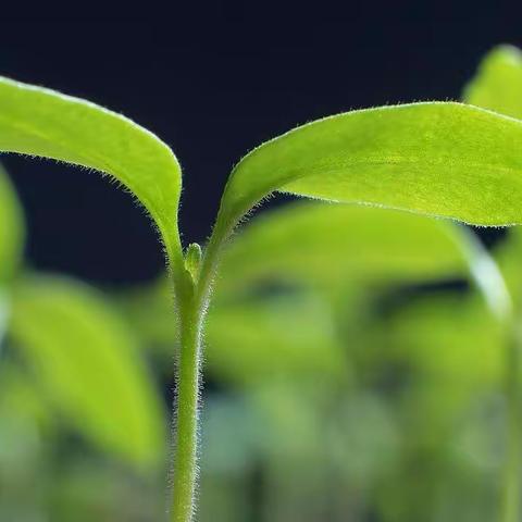 【二小 劳动】双城区第二小学校第八届远程种植活动总结