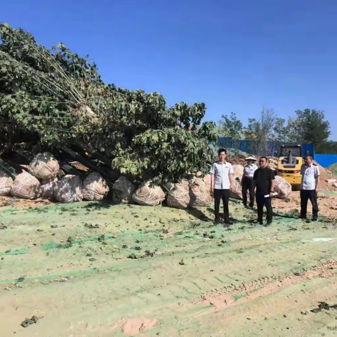 延安市宝塔区林业工作站查处一起违规调运绿化苗木案件