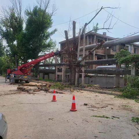 红选路社区联合宣化区城市绿化管理处开展辖区枯树枝修理工作