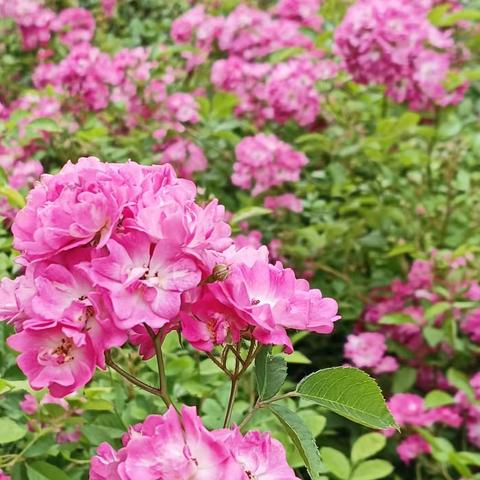 紫金佳苑五月工作汇报