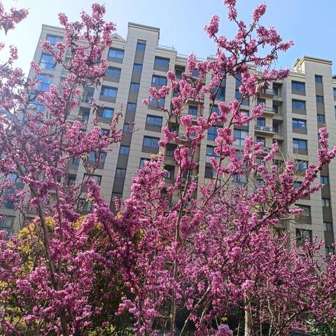 紫金佳苑一季度工作汇报