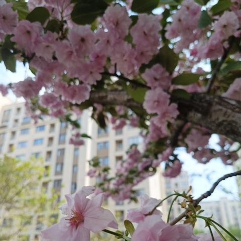 紫金佳苑4月份工作汇报