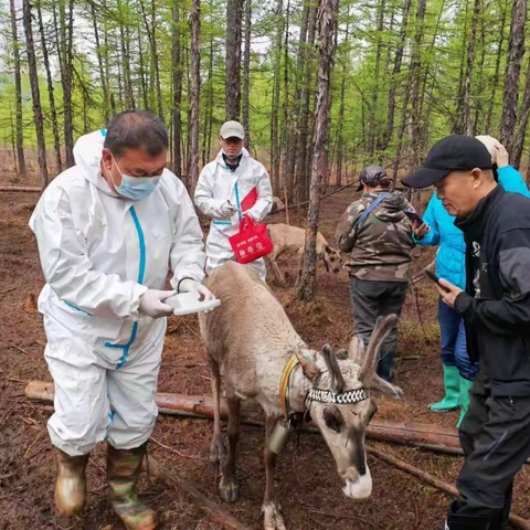 敖鲁古雅已有五百余头驯鹿 领到“身份证”啦！