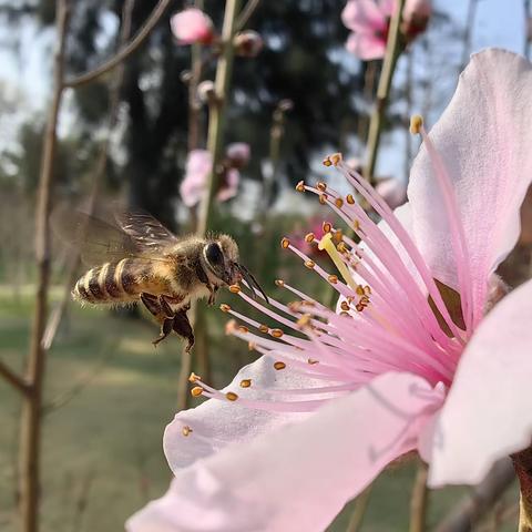 桃花盛开季