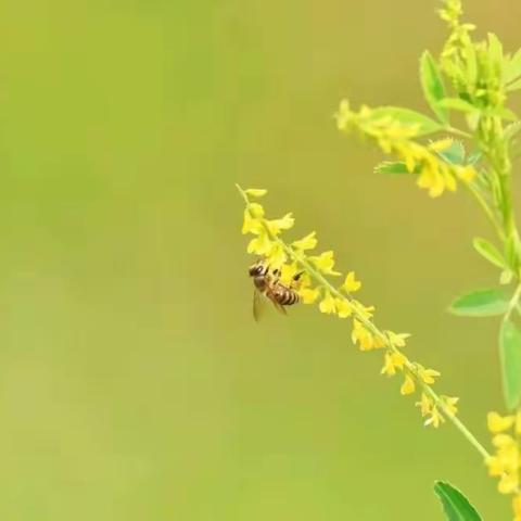 你若幸福我就甜蜜