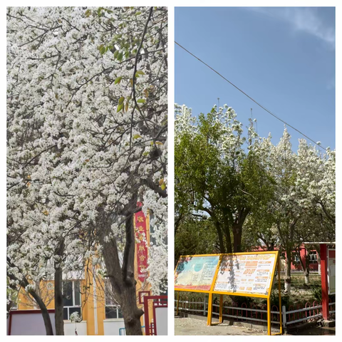 遇见花开，采颉硕果，课堂展风采，教研促成长