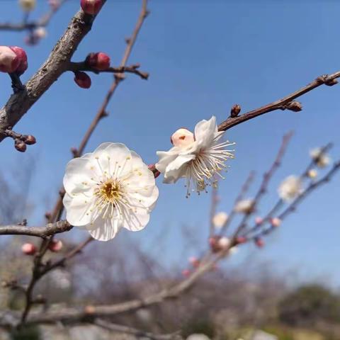 银梅欲绽又春风，水墨园深共小红||春访水墨园