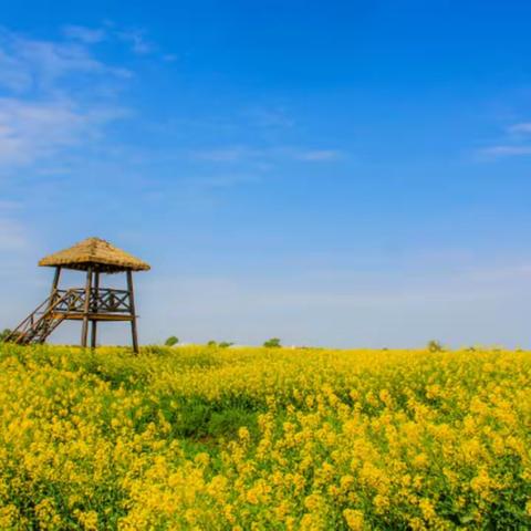 “烟花三月 漫步扬州” 双高七天