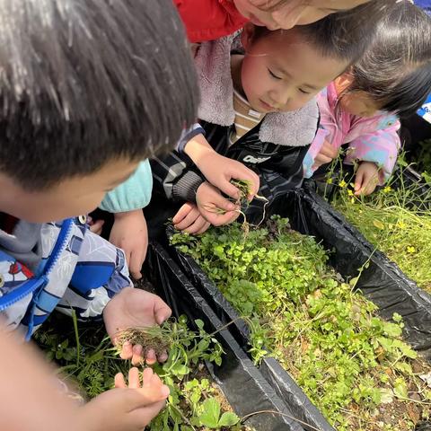 “相逢植树节，爱在春风里”——俊发二幼幼儿园大三班植树节活动