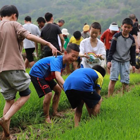 手把青秧插满田，低头便见水中天——记仰山学校追风班2024年春季校外实践活动