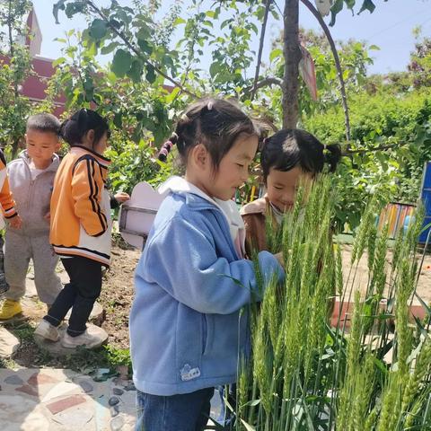 “不负时光，拒绝浪费” —— 白水县大大幼儿园节约粮食宣传活动