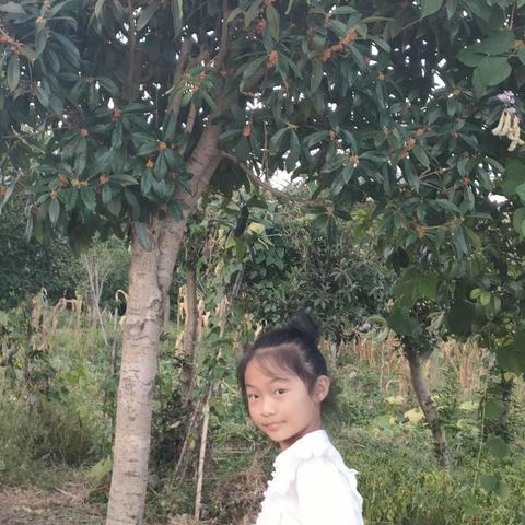 我喜欢的植物桂花树