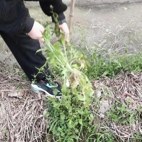 地菜煮鸡蛋