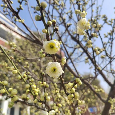 濮阳市油田皇甫中学小学三年级“春的舞曲”系列之——春之影