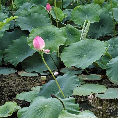 原创散文：生命的律动——写在花甲之年的点滴生活中