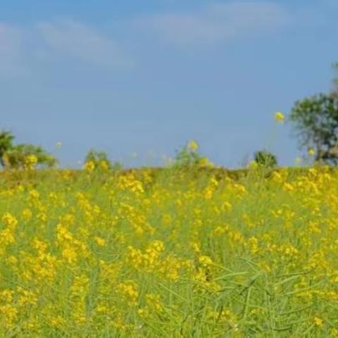 陌上花踏春