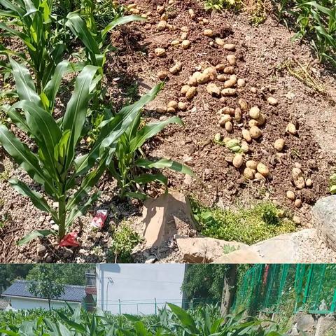 黑窑沟村——镇安县2023年大豆玉米带状复合种植病虫害防控