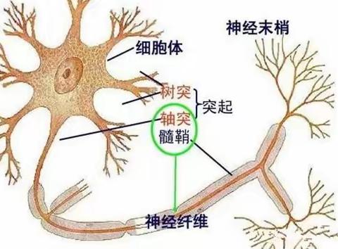 【樊灿一神内二】神经系统遗传性疾病科普（一）