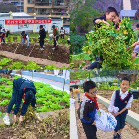 向下扎根 向阳而生——澄溪小学校2023年秋期“摘黄豆，挖红薯”劳动实践活动