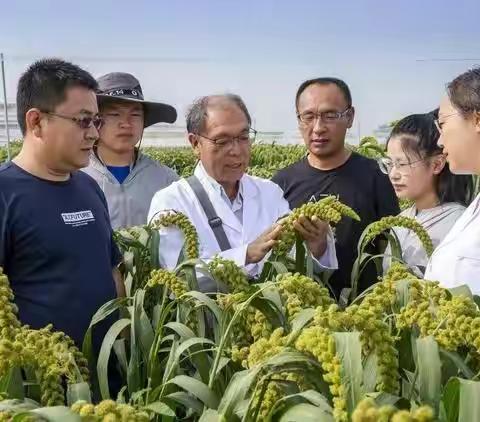 杂交谷子之父赵志海：不走寻常路 一生只为谷