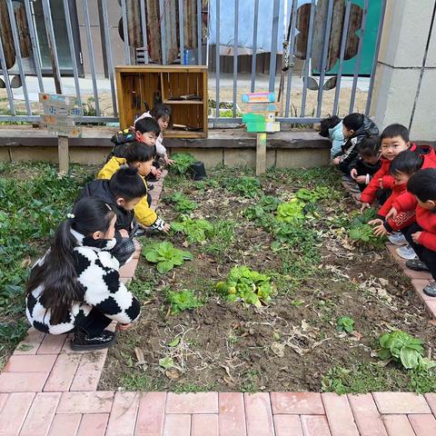 🥒黄瓜逃跑记——种植活动记录📝