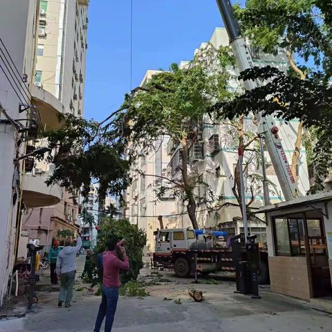 区人大代表回选区 为民办实事砍树修枝除隐患