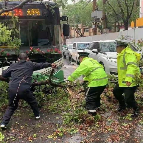 【我为群众办实事】大树被刮倒险砸公交车 交巡警维持秩序保安