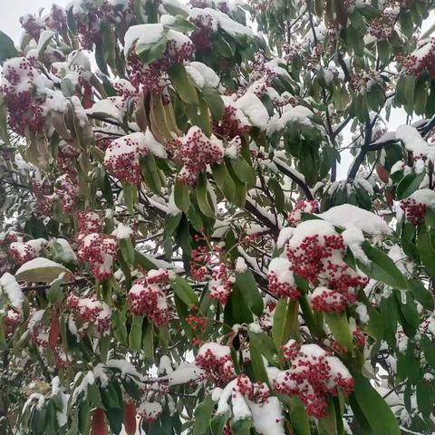 扫雪除冰　温暖寒冬