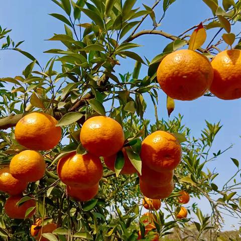 细说正宗新会陈皮