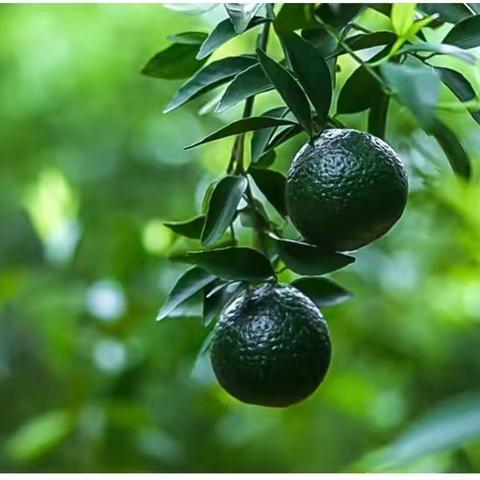 小青柑 ｜ 一果一茶  ，功效不容小看