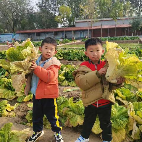 收获的季节，感受自然的恩赐——大五班劳动启蒙教育