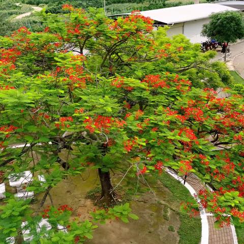 知雷锋，颂雷锋，做雷锋——南宁市武鸣区太平镇新联小学学雷锋志愿者活动