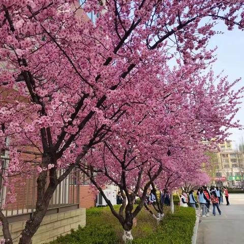 春风徐来，香花满园