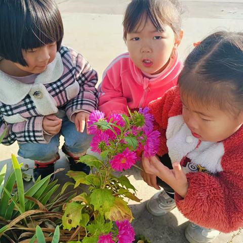 与秋相遇•乐在秋天——纪各庄幼儿园寻找秋天实践活动