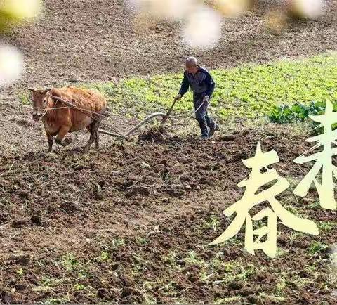 现金服务支持春耕备耕，金融活水浇灌田间地头