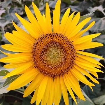 温暖的秋意，和美的我们—记协同学校401班2024年11月生活