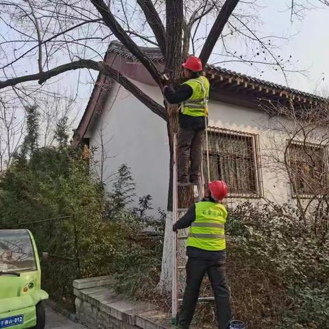 千佛山风景名胜区工作部园容绿化科扎实做好植物冬季整形修剪工作